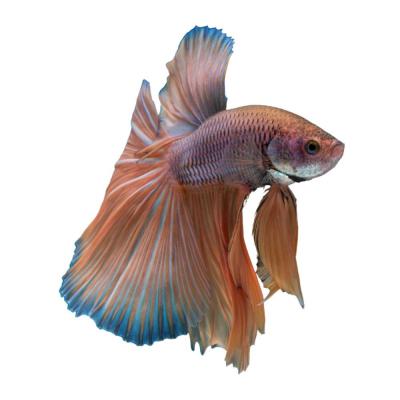 Betta Fish Show Assorted