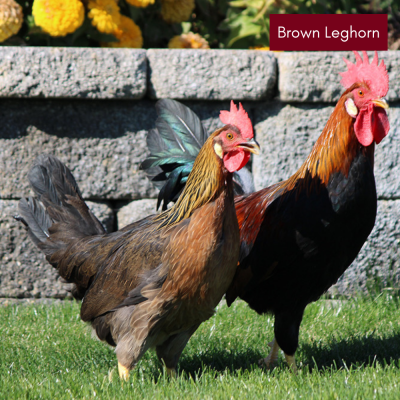 Brown Leghorn Chicks