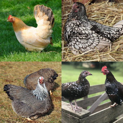 Bantam Chicks Assorted Straight Run