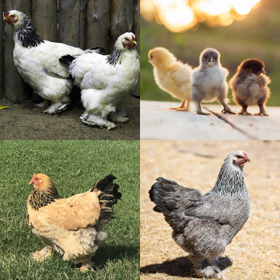 Assorted Brahma Chicks
