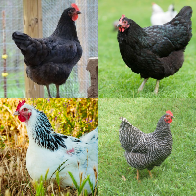 Assorted Heavy Laying Breed Chicks
