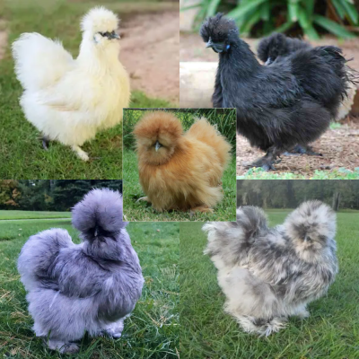 Silkie Chicks Assorted Straight Run