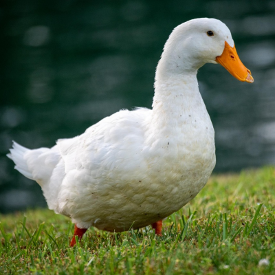Ducklings White Pekin Straight Run