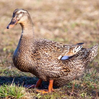 Ducklings Rouen Straight Run