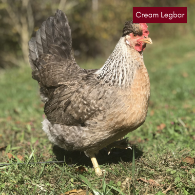 Assorted Colored Egg Layer Chicks
