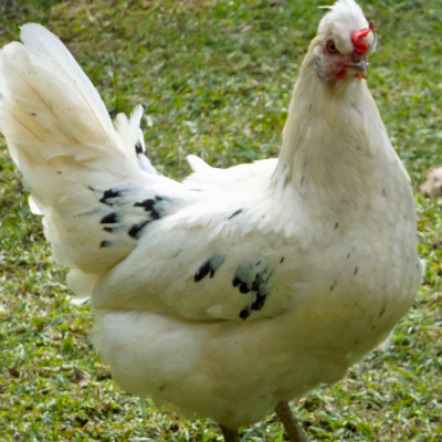 Pullets Blue Egg Laying (Leghorn/Aracauna Cross) 18 Weeks Old