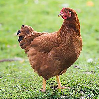 Pullets Rhode Island Red (Ready to Lay 20+ Weeks Old)