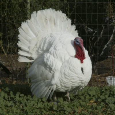 White Holland Turkey Two-Week-Old Straight Run - 2 Minimum