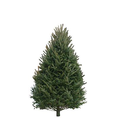 6-7 Ft Balsam Fir Real Christmas Tree