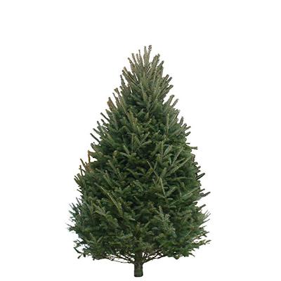 7-8 Ft Balsam Fir Real Christmas Tree