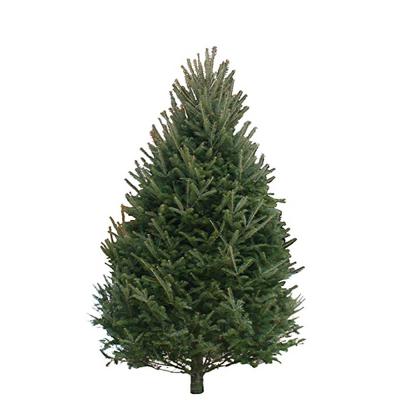8-9 Ft Balsam Fir Real Christmas Tree