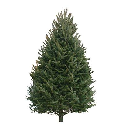 9-10 Ft Balsam Fir Real Christmas Tree