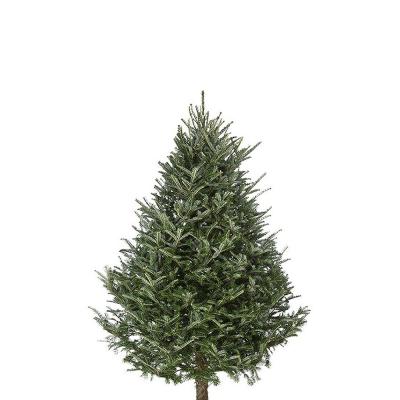 5-6 Ft Fraser Fir Real Christmas Tree