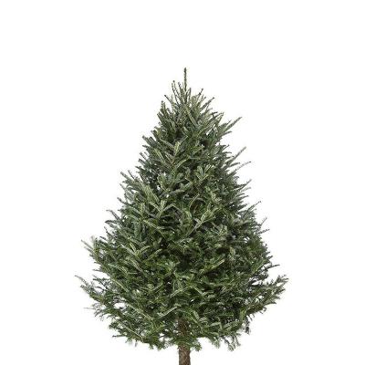 6-7 Ft Fraser Fir Real Christmas Tree