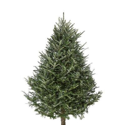 8-9 Ft Fraser Fir Real Christmas Tree