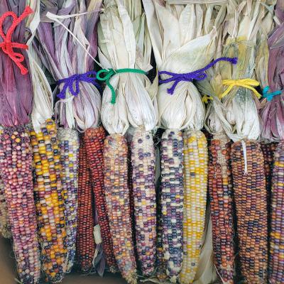 Indian Corn Bunch Large