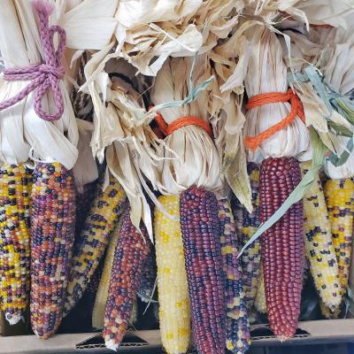 Indian Corn Mini Bunch
