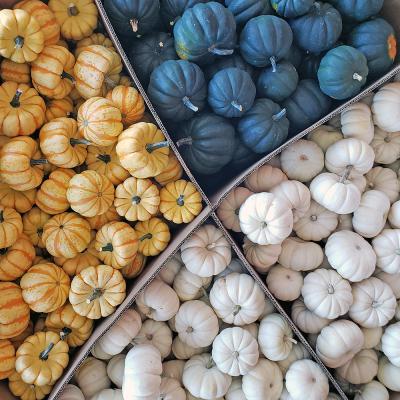 Mini Pumpkins Assorted Colors Each