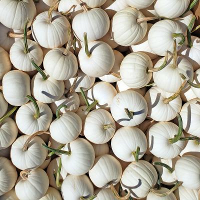 Blanco's Pumpkins Each