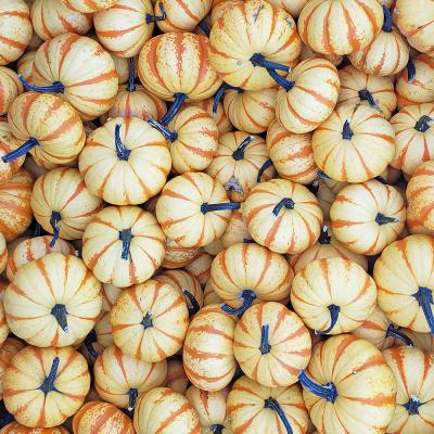Blaze Pumpkins Each