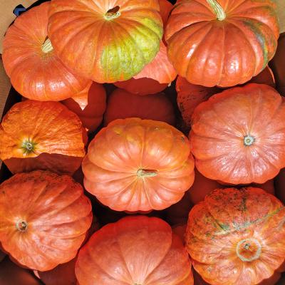 Cindarella Pumpkins Each
