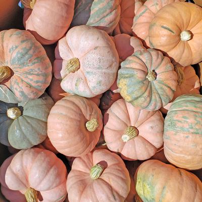 Colorado Sunrise Pumpkins Each