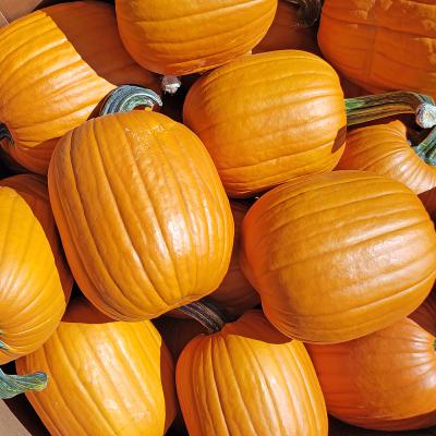 Pumpkins Face Each (13-25 lb.)