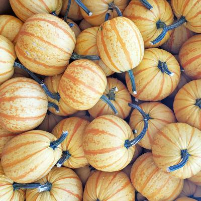 Fireball Pumpkins Each