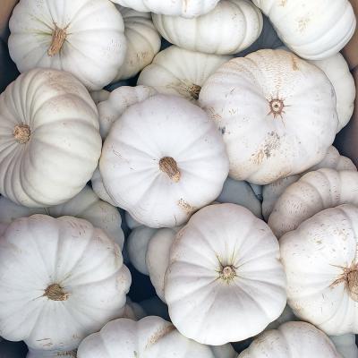Flat Whites Pumpkin Each