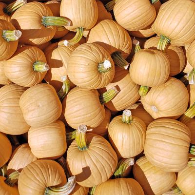 Hot Chocolate Pumpkins Each