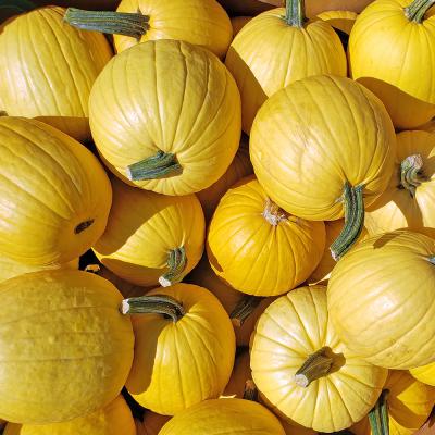 Mellow Yellow Pumpkins Each