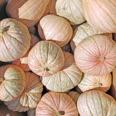 One Too Many's Pumpkins Each