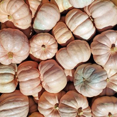 Porcelain Dolls Pumpkins Each