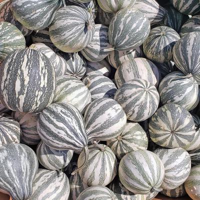 Silver Edge Pumpkins Each
