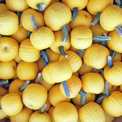 Sunlights Pumpkins Each