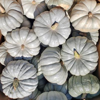 Jarodales Squash Each