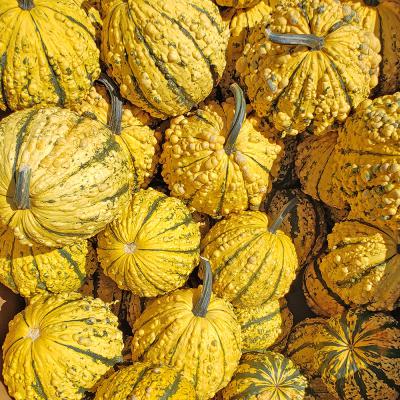 Kettle Corn Gourds Each