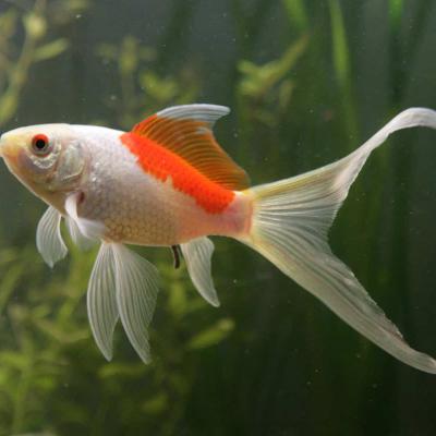 Sarassas Red & White 3-4