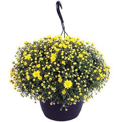 Mums Hanging 12 In. Pot