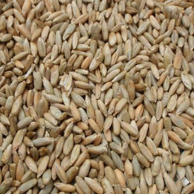 Winter Rye Seed 7 lb.