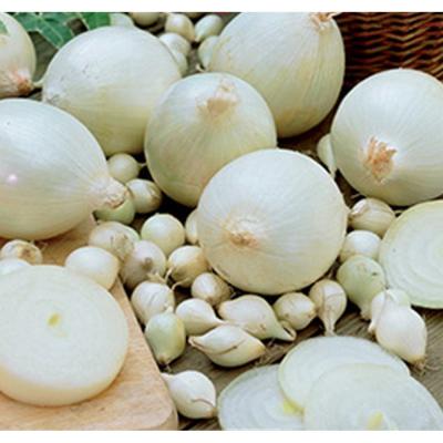 Onions Sets Snowball 100ct