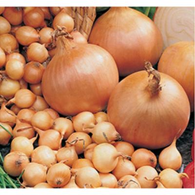 Onions Sets Stuttgarter 100ct