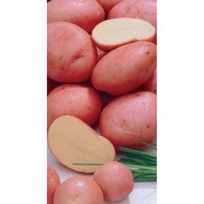 Seed Potato Red Norland 5ct