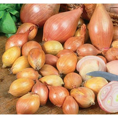Shallot Sets Yellow Moon 8ct