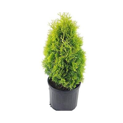 Thuja 'Janed Gold' 1 Gallon