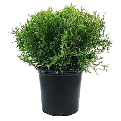 Arborvitae 'Mr. Bowling Ball' 1 Gal
