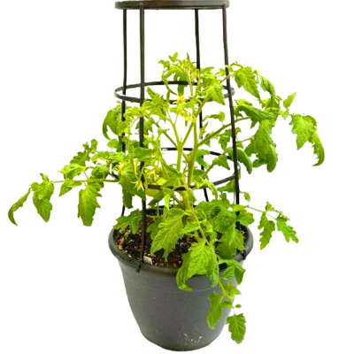 Tomato Patio Pot 12 in.