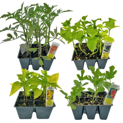 Vegetable Box 6-Pack Tomatoes Assorted