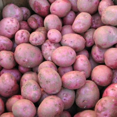 Seed Potatoes Red Pontiac 50 lb.
