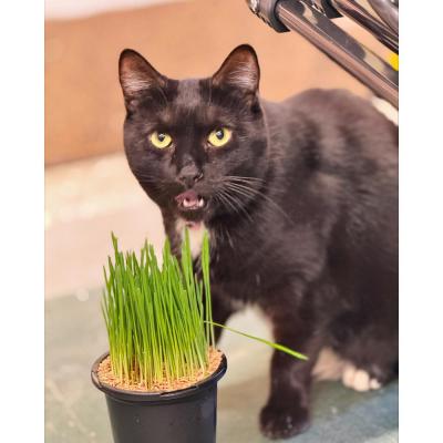 Terra Herbs Cat Grass